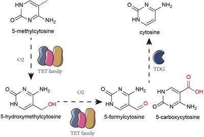 DNA Methylation and Hydroxymethylation in Cervical Cancer: Diagnosis, Prognosis and Treatment